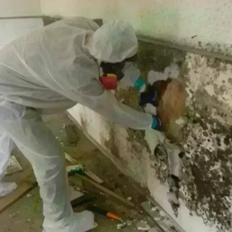 Mold Remediation and Removal in Harbor, OR